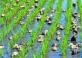 現(xiàn)代農(nóng)業(yè)發(fā)展情況調(diào)研報告